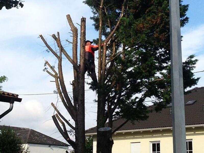 Baumfällungen